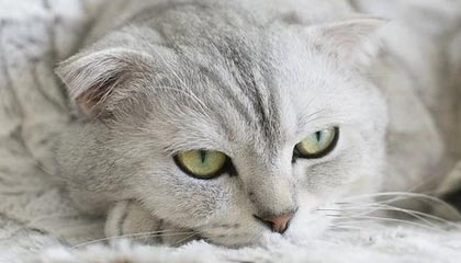 DB视讯百家乐世预赛-乌兹别克斯坦0-0阿联酋首进世界杯 费祖拉耶夫头球中框